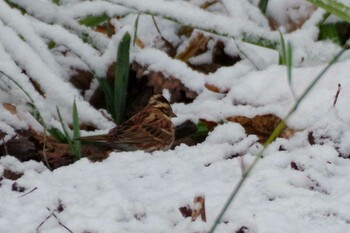 2021年11月25日(木) 福井緑地(札幌市西区)の野鳥観察記録