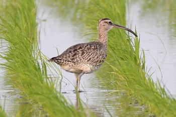 チュウシャクシギ 場所が不明 2017年5月14日(日)