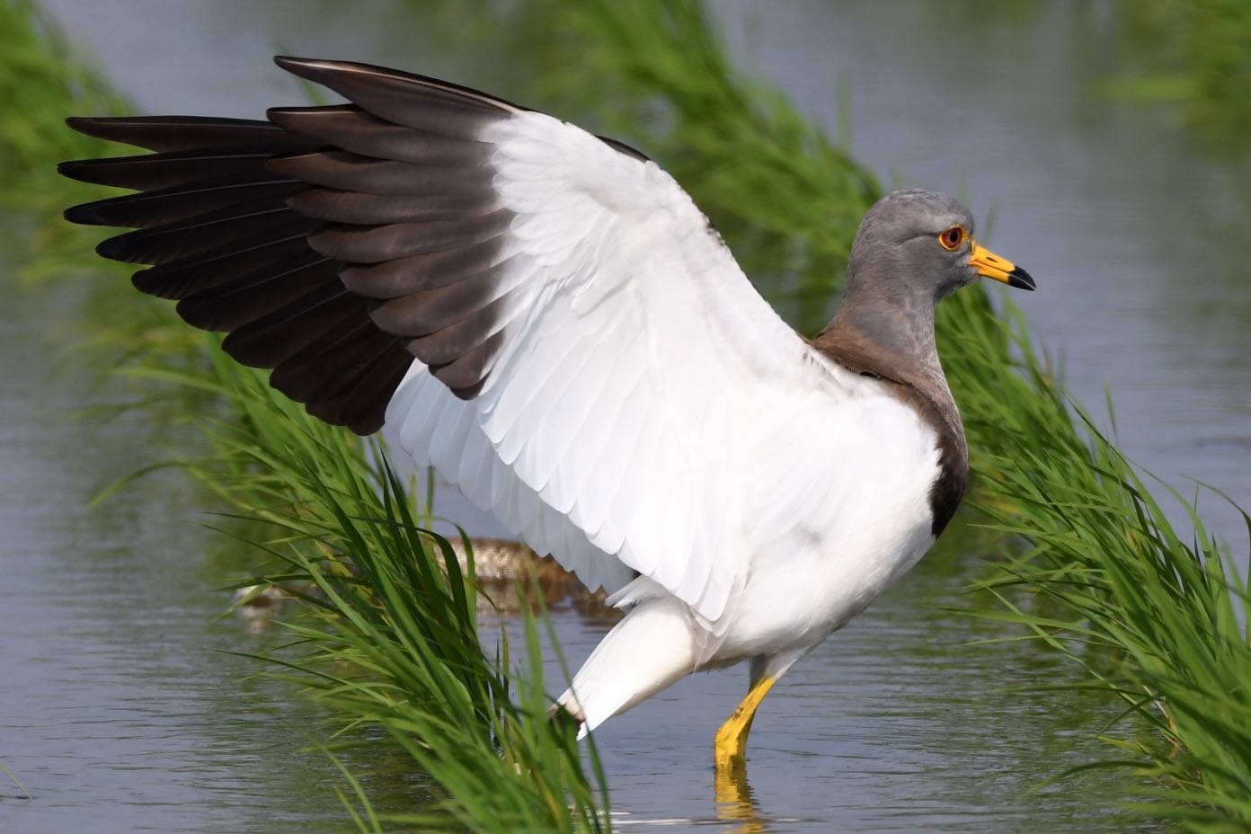 Photo of Grey-headed Lapwing at  by Dision