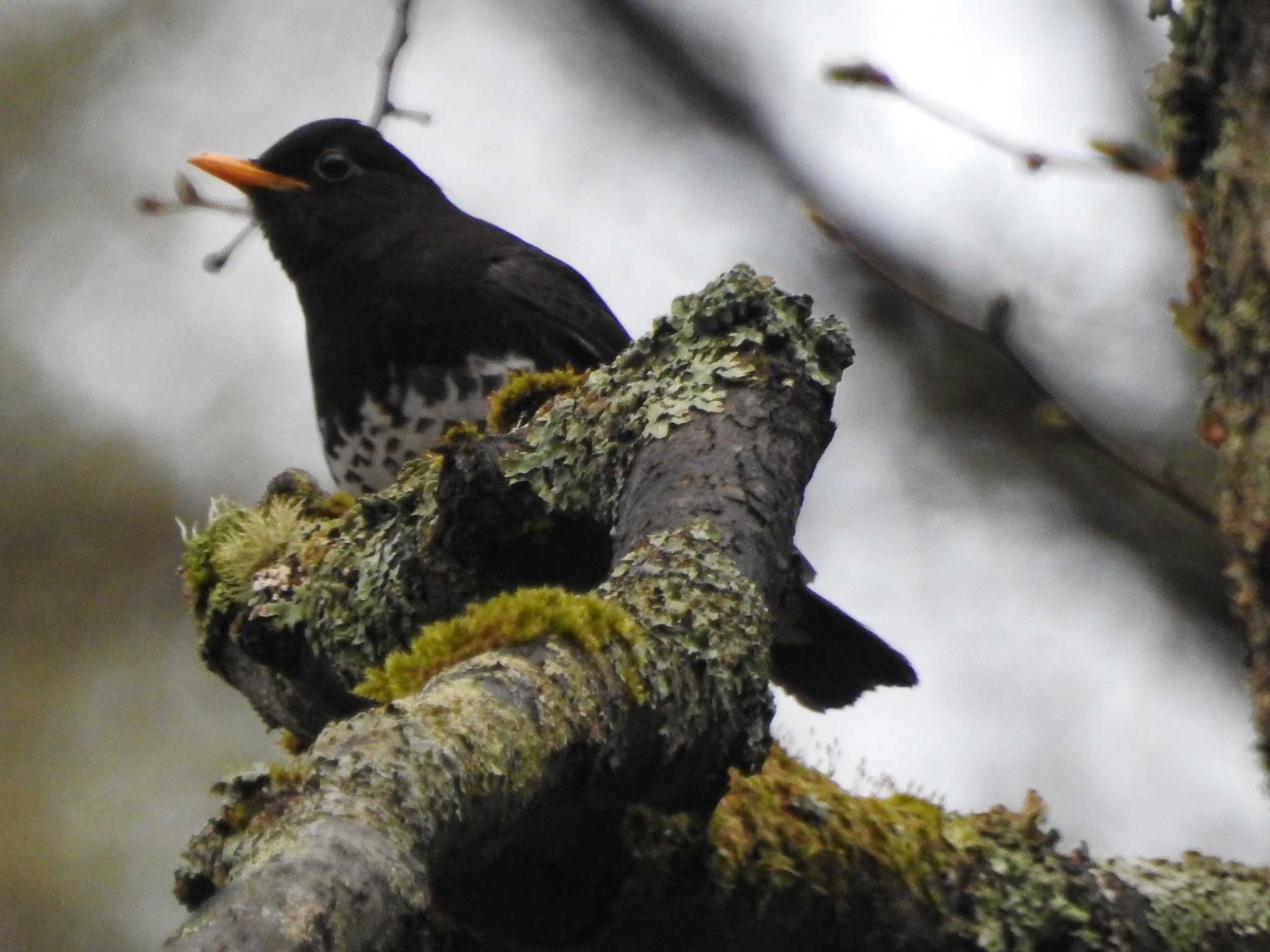 Japanese Thrush