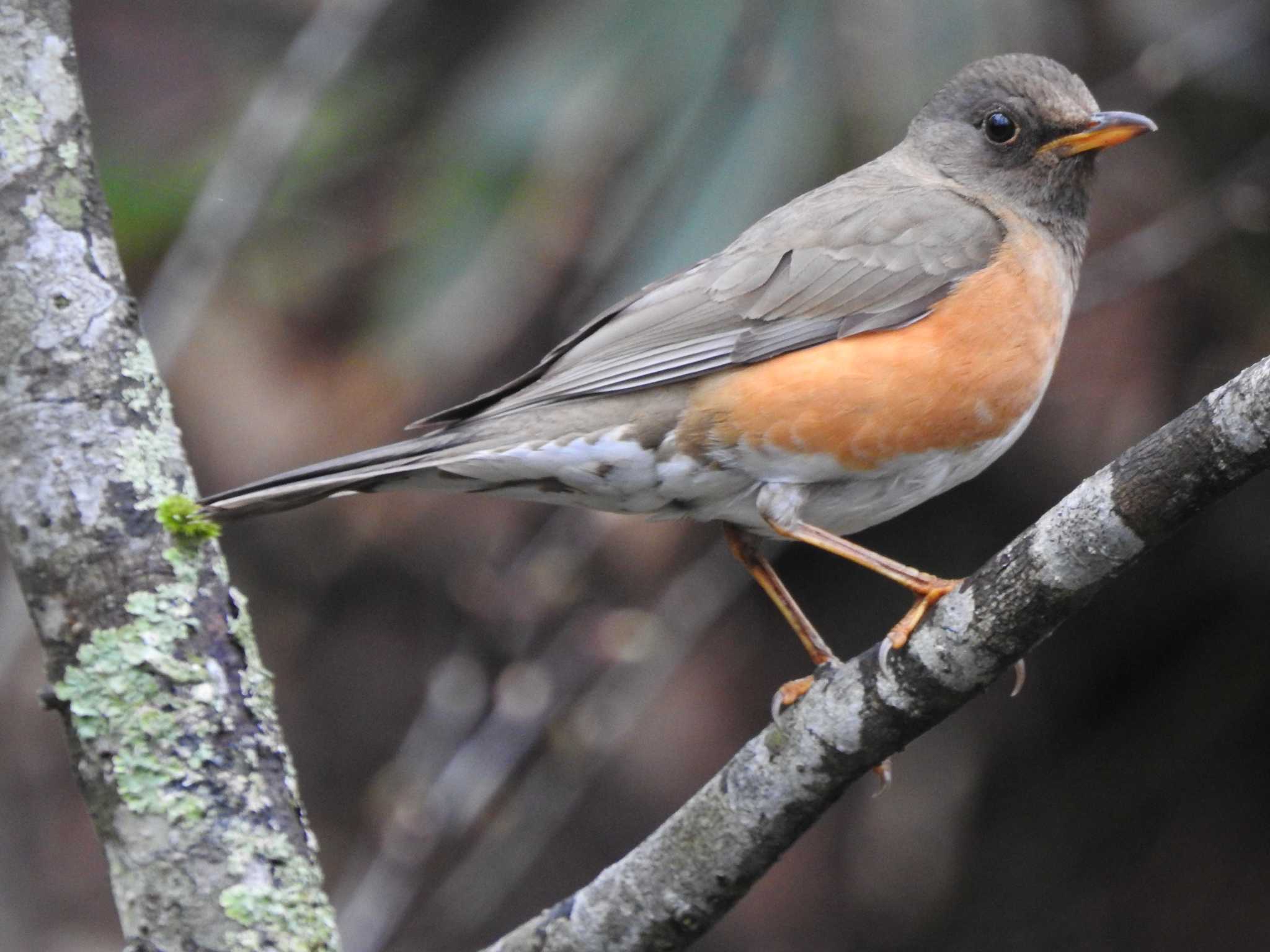 Photo of Brown-headed Thrush at Togakushi Forest Botanical Garden by 結城