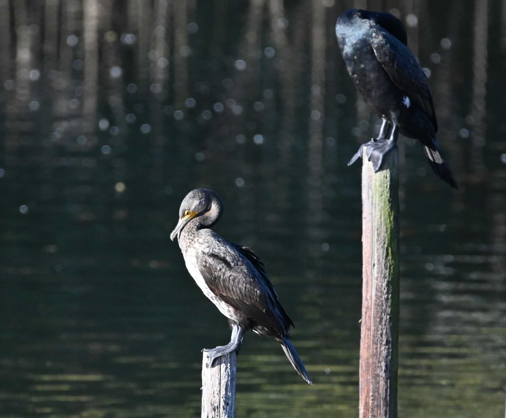 下のカワウ婚姻色、上が普通のカワウ by Biker