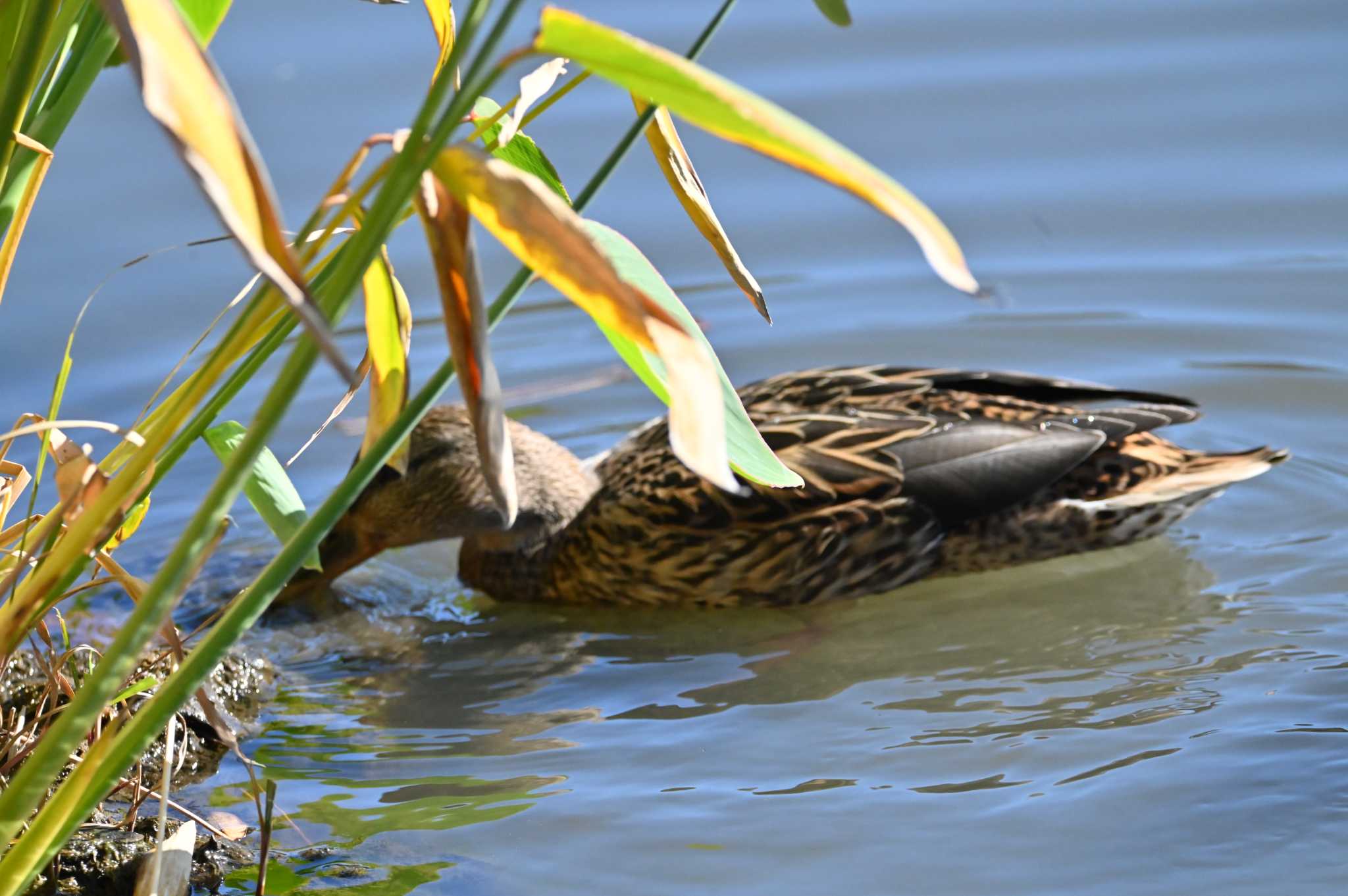 Photo of Mallard at 横浜三渓園 by Biker