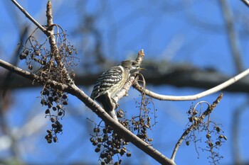 コゲラ 滋賀県河辺いきものの森 2021年11月25日(木)