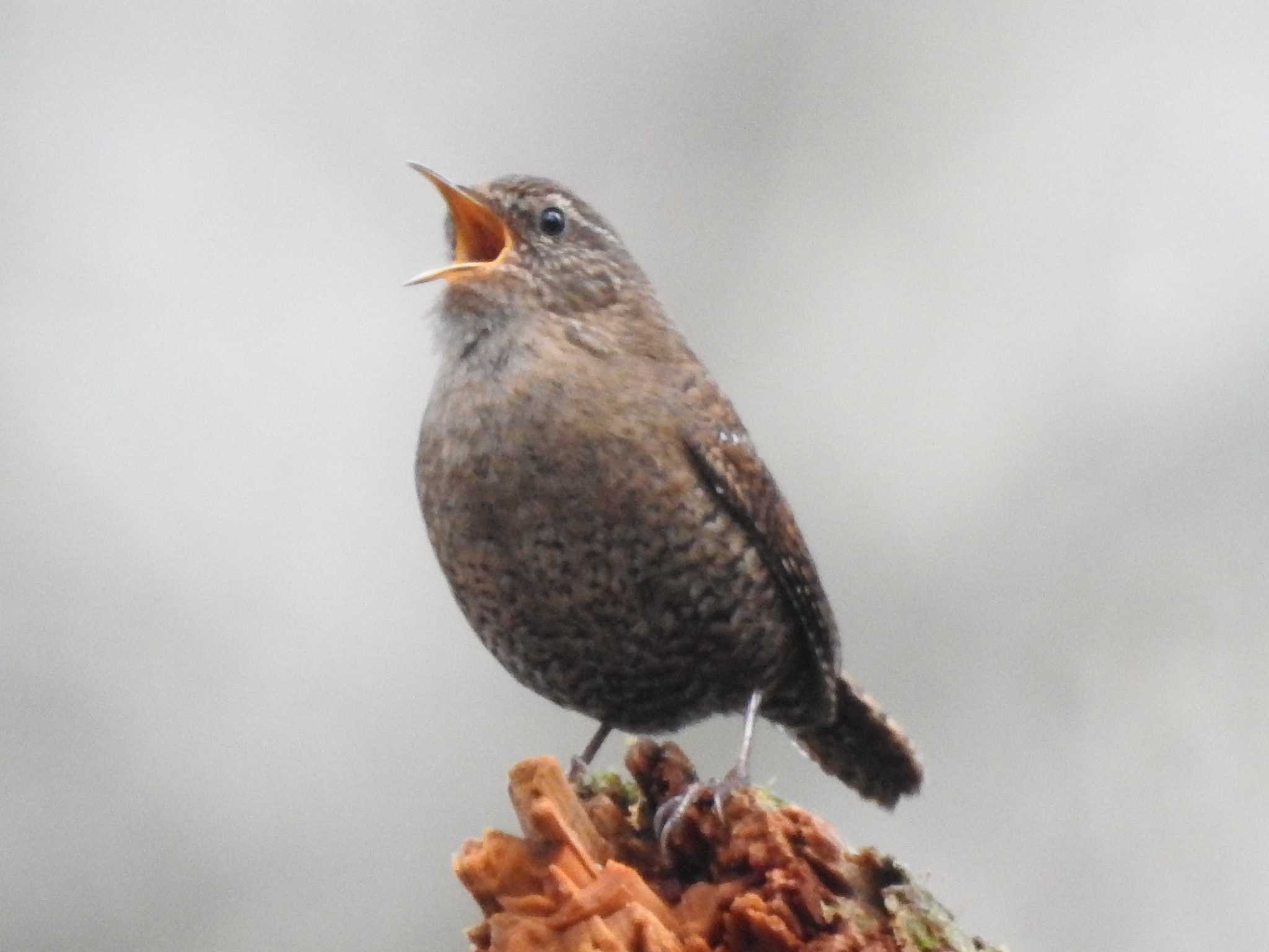 Eurasian Wren