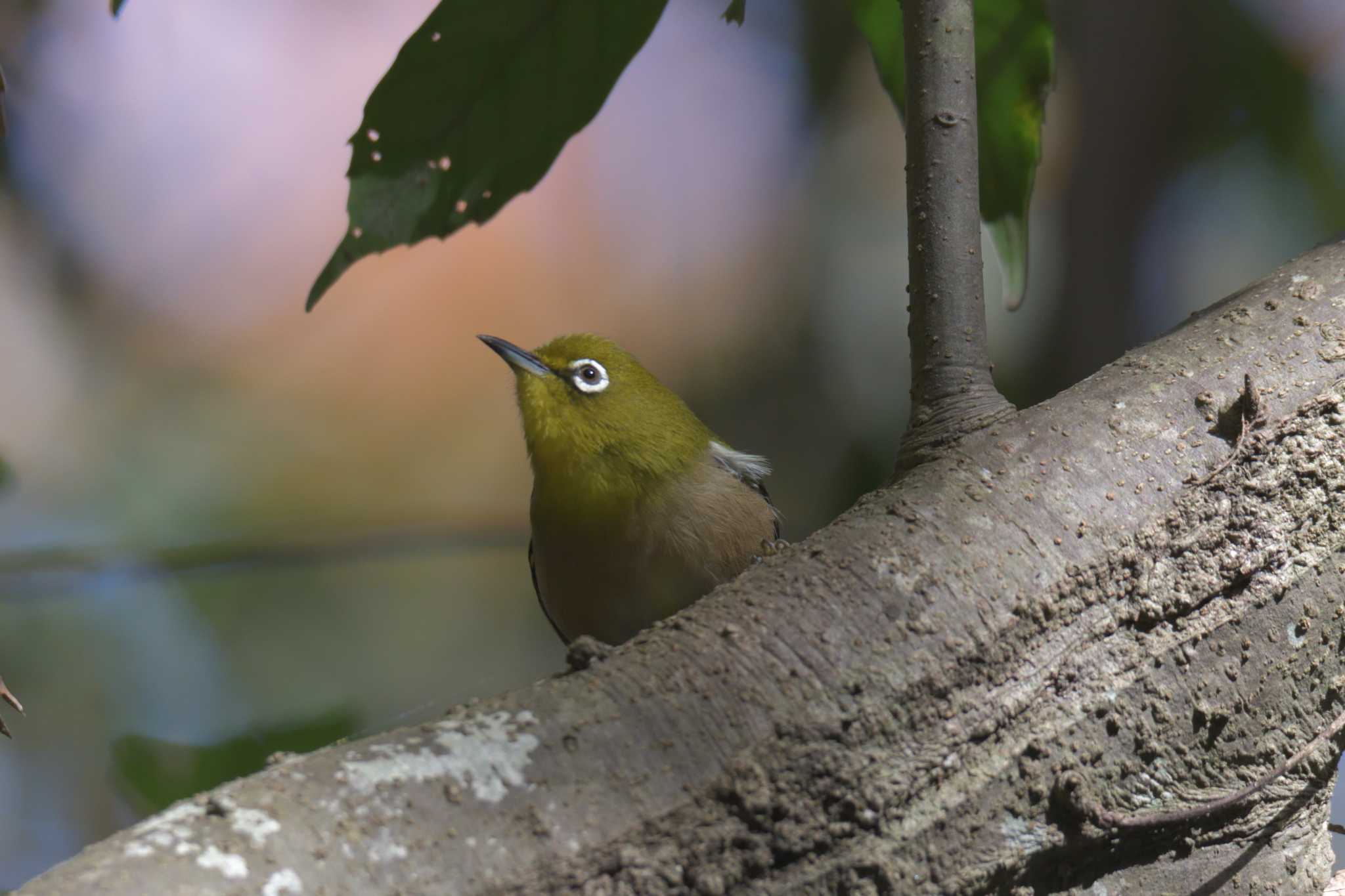 滋賀県河辺いきものの森 メジロの写真 by masatsubo