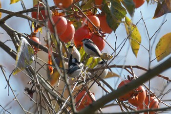 エナガ 滋賀県河辺いきものの森 2021年11月25日(木)