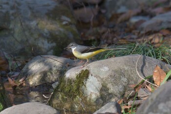 キセキレイ 滋賀県河辺いきものの森 2021年11月25日(木)