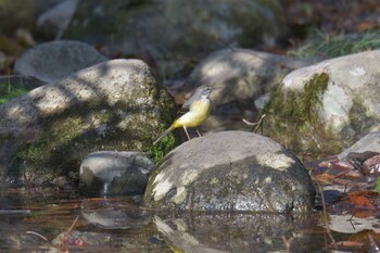 キセキレイ 滋賀県河辺いきものの森 2021年11月25日(木)