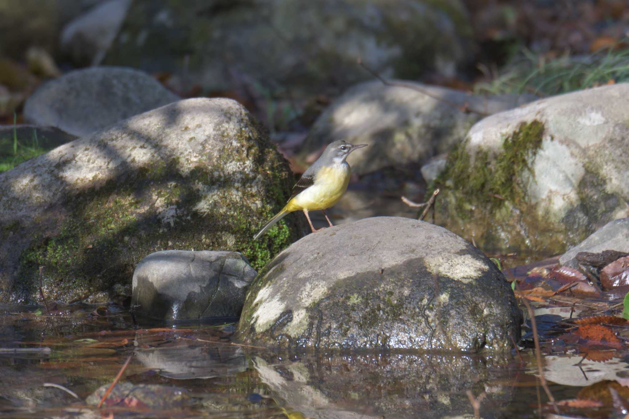 滋賀県河辺いきものの森 キセキレイの写真 by masatsubo