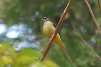 キセキレイ 滋賀県河辺いきものの森 2021年11月25日(木)