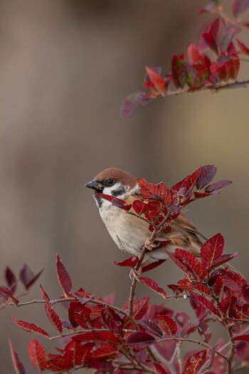 Eurasian Tree Sparrow 平城宮跡 Thu, 11/25/2021