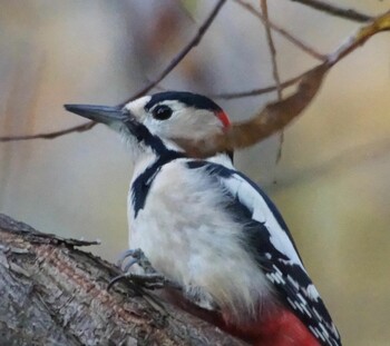Great Spotted Woodpecker Makomanai Park Thu, 11/4/2021