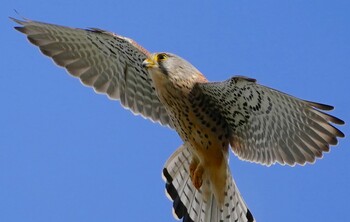 チョウゲンボウ 恩智川治水緑地 2021年11月25日(木)