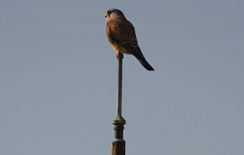 Thu, 11/25/2021 Birding report at 恩智川治水緑地