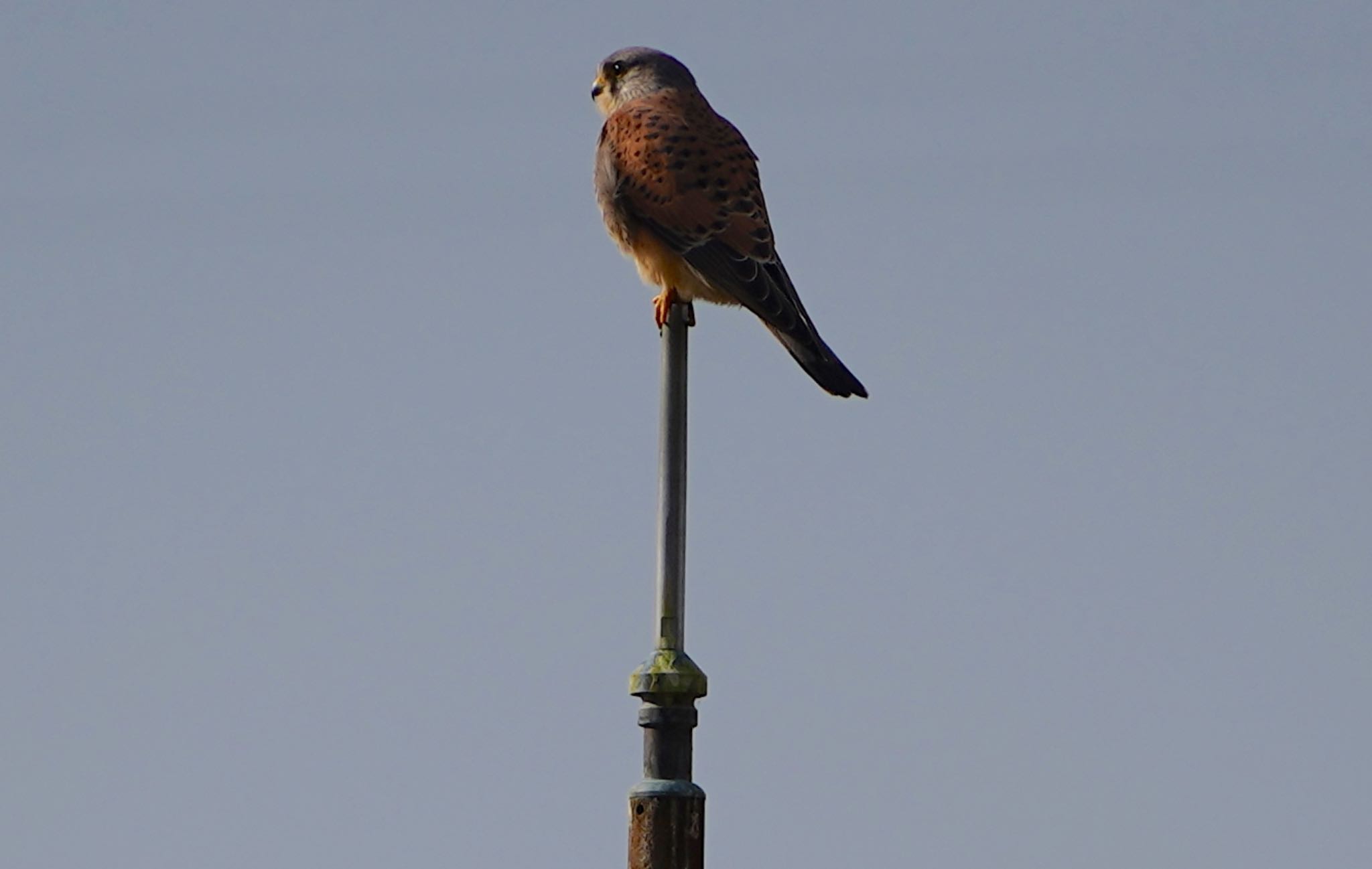 Common Kestrel