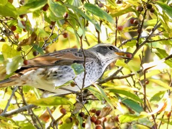 2021年11月25日(木) 石神井公園の野鳥観察記録