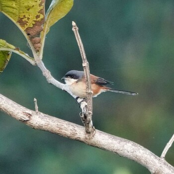 ハイガシラモズ Phu Luang Wildlife Sanctuary 2021年11月15日(月)