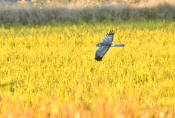 ハイイロチュウヒ 場所が不明 2021年11月24日(水)