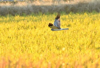 ハイイロチュウヒ 場所が不明 2021年11月24日(水)