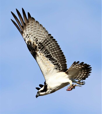 Osprey 湖北野鳥センター Tue, 11/23/2021