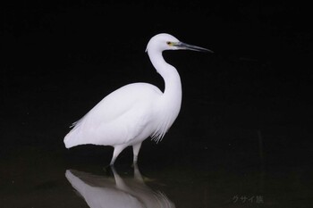 コサギ 馬見丘陵公園 2021年11月25日(木)