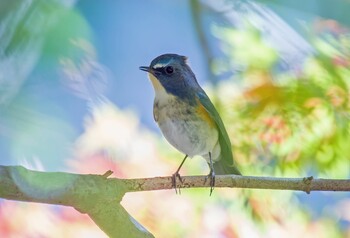 ルリビタキ 東京都立桜ヶ丘公園(聖蹟桜ヶ丘) 2021年11月25日(木)