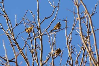 Grey-capped Greenfinch 東京都 Wed, 11/24/2021