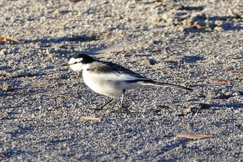 White Wagtail 東京都 Wed, 11/24/2021