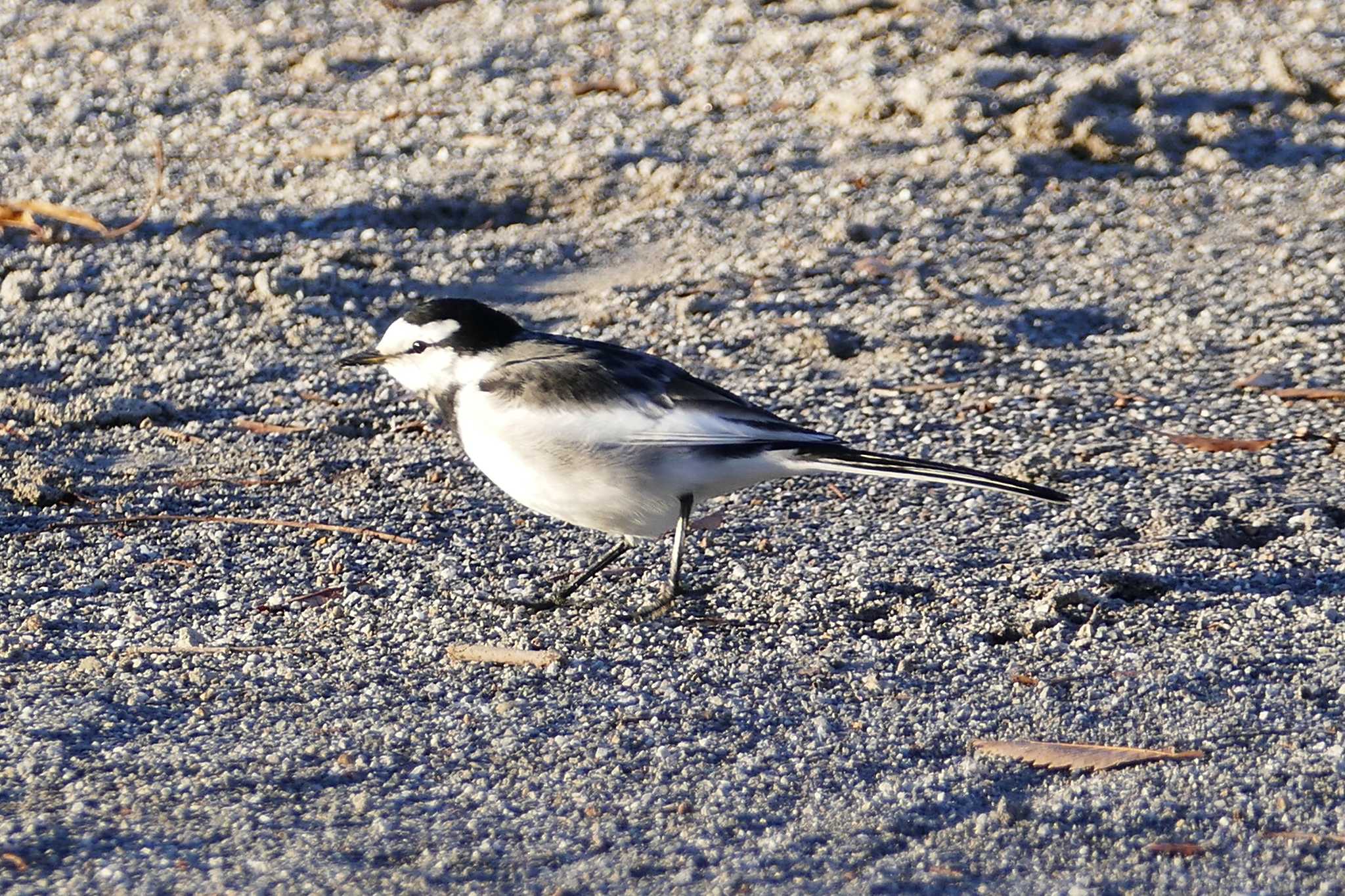 Photo of White Wagtail at 東京都 by アカウント5509