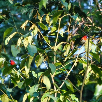 Crimson Sunbird Sakaerat Environmental Research Station Sat, 11/6/2021