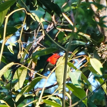 Crimson Sunbird Sakaerat Environmental Research Station Sat, 11/6/2021