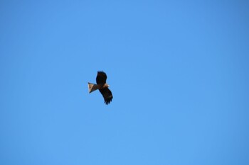 Black Kite 深谷市 Thu, 11/25/2021