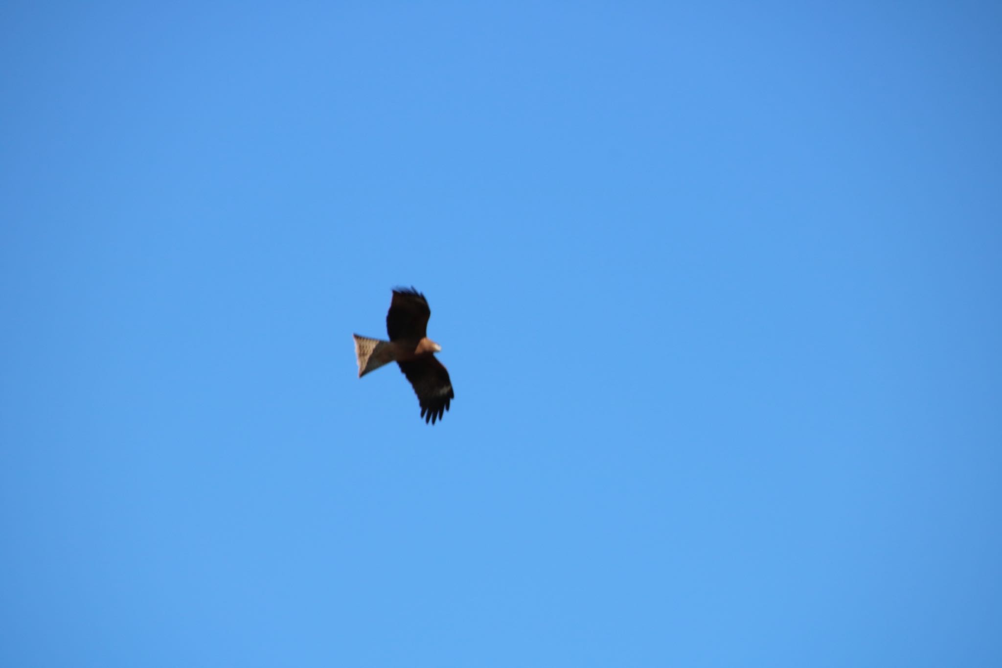 Photo of Black Kite at 深谷市 by はび4508