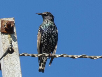 Common Starling Yoron Island Wed, 11/24/2021