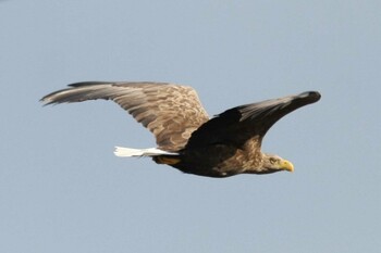 White-tailed Eagle 風蓮湖 Mon, 11/15/2021