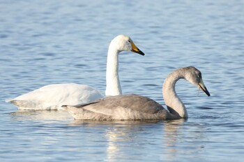 Whooper Swan 厚岸 Mon, 11/15/2021