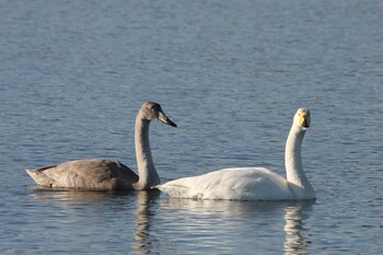 Whooper Swan 厚岸 Mon, 11/15/2021