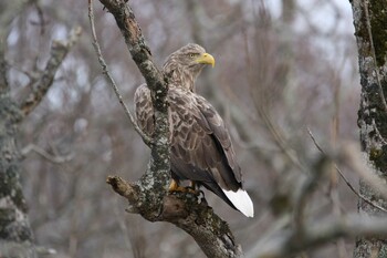 White-tailed Eagle 風蓮湖 Mon, 11/15/2021