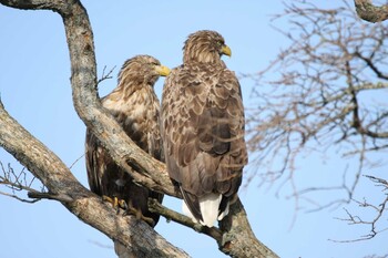 White-tailed Eagle 風蓮湖 Mon, 11/15/2021