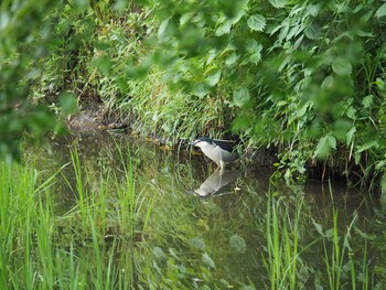 Sun, 5/14/2017 Birding report at 千波湖公園