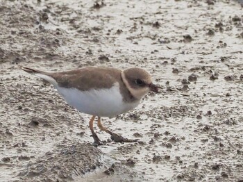 2021年11月24日(水) 保々溜池の野鳥観察記録