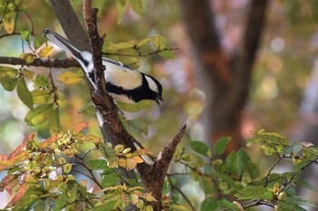 シジュウカラ 久宝寺緑地公園 2021年11月7日(日)