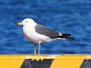 ウミネコ 銚子漁港 2015年2月14日(土)