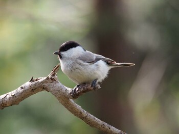 ハシブトガラ 円山公園 2015年5月1日(金)