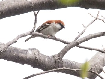 ニュウナイスズメ 北海道大学植物園 2015年5月3日(日)