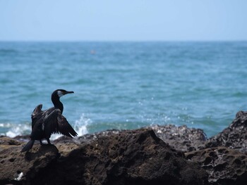 ウミウ 大磯照ヶ崎海岸 2015年7月20日(月)