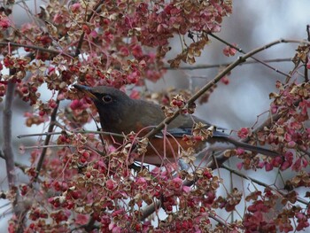 アカハラ 舞岡公園 2015年12月29日(火)