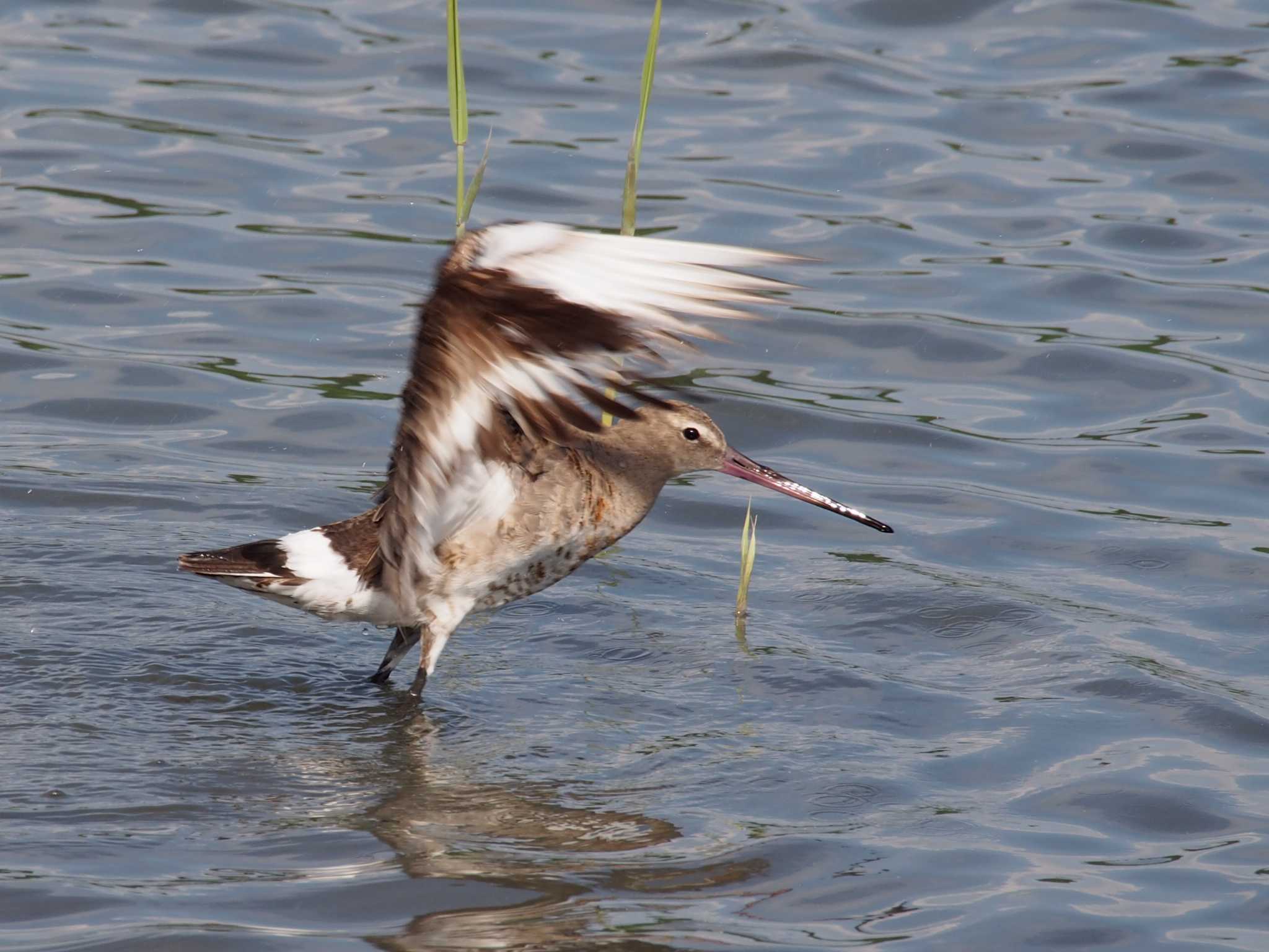 東京港野鳥公園 オグロシギの写真 by ハイウェーブ