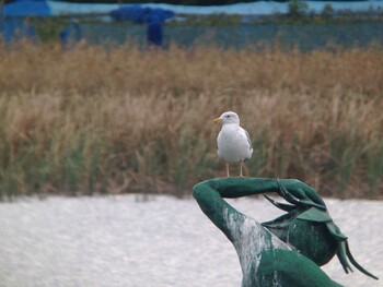 Lesser Black-backed Gull Teganuma Sat, 10/31/2015